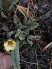 Hypoxis rigidula