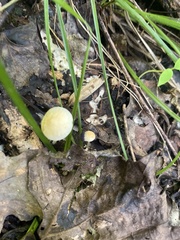 Mycena crocea