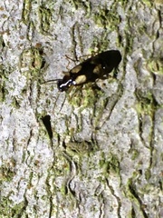 Dromius quadrimaculatus