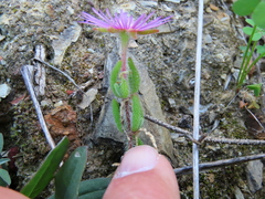 Drosanthemum hispifolium
