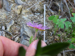 Drosanthemum hispifolium