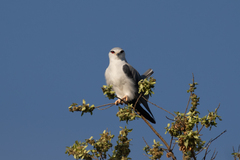 Elanus caeruleus caeruleus