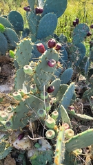 Opuntia lindheimeri