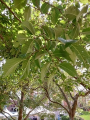 Ulmus parvifolia