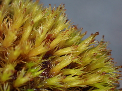 Plenogemma phyllantha