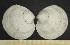 Dosinia exoleta