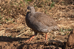 Pternistis natalensis