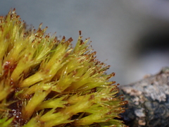 Plenogemma phyllantha