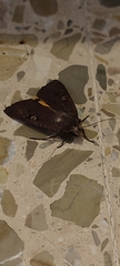 Noctuoidea