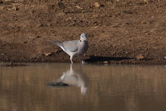 Streptopelia capicola