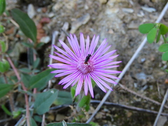 Drosanthemum hispifolium