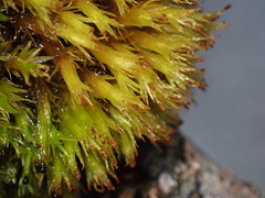 Plenogemma phyllantha