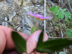 Drosanthemum hispifolium