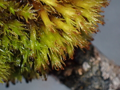 Plenogemma phyllantha