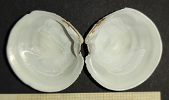 Dosinia exoleta