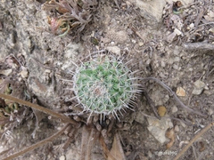 Mammillaria