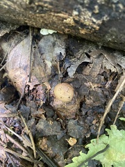 Scleroderma areolatum