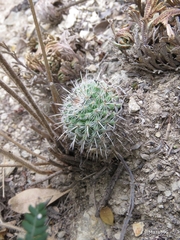 Mammillaria