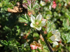 Anisodontea biflora