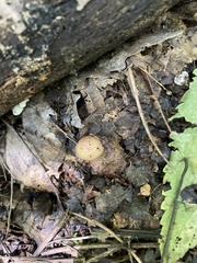 Scleroderma areolatum