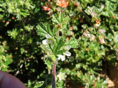 Anisodontea biflora