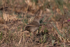 Cisticola fulvicapilla