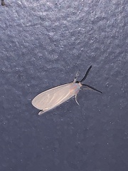 Pygarctia
