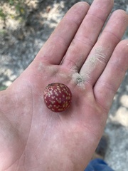Amphibolips quercusjuglans