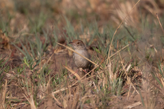 Cisticola fulvicapilla