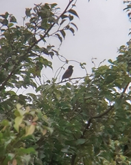 Ploceus castaneofuscus