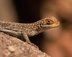 Oplurus quadrimaculatus
