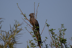 Corythaixoides concolor