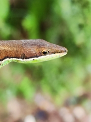 Takydromus intermedius