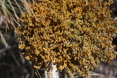 Arceuthobium campylopodum