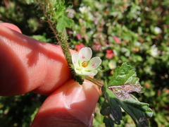 Anisodontea biflora