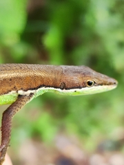 Takydromus intermedius