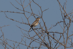 Cercotrichas leucophrys