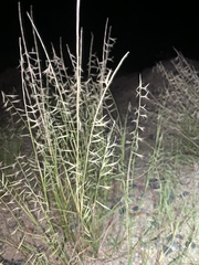 Bouteloua aristidoides