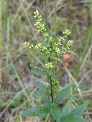 Solidago bicolor