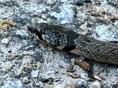 Macroprotodon brevis ibericus