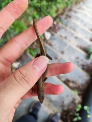 Takydromus intermedius