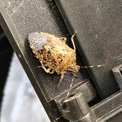 Rhaphigaster nebulosa