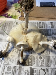 Leucoagaricus leucothites