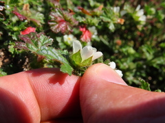 Anisodontea biflora