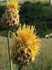 Centaurea orientalis
