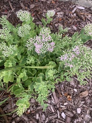 Hylotelephium spectabile