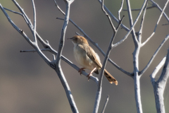 Cisticola chiniana