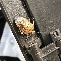 Rhaphigaster nebulosa