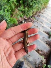 Takydromus intermedius