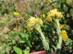 Leucadendron thymifolium